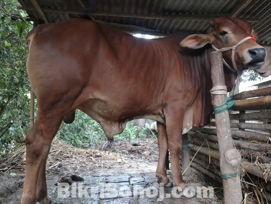 কুরবানির পশু